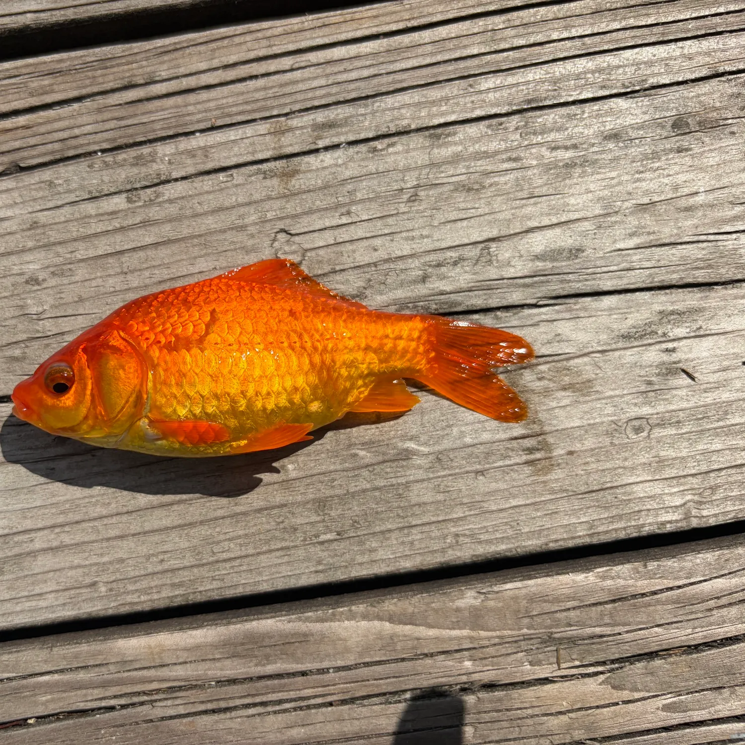 Goldfish caught on Fishbrain