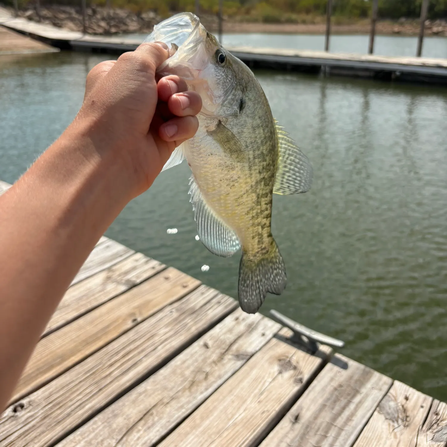 White crappie caught on Fishbrain