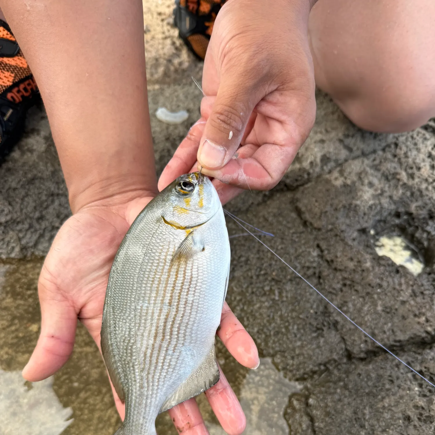 The most recent Brassy chub catches on Fishbrain