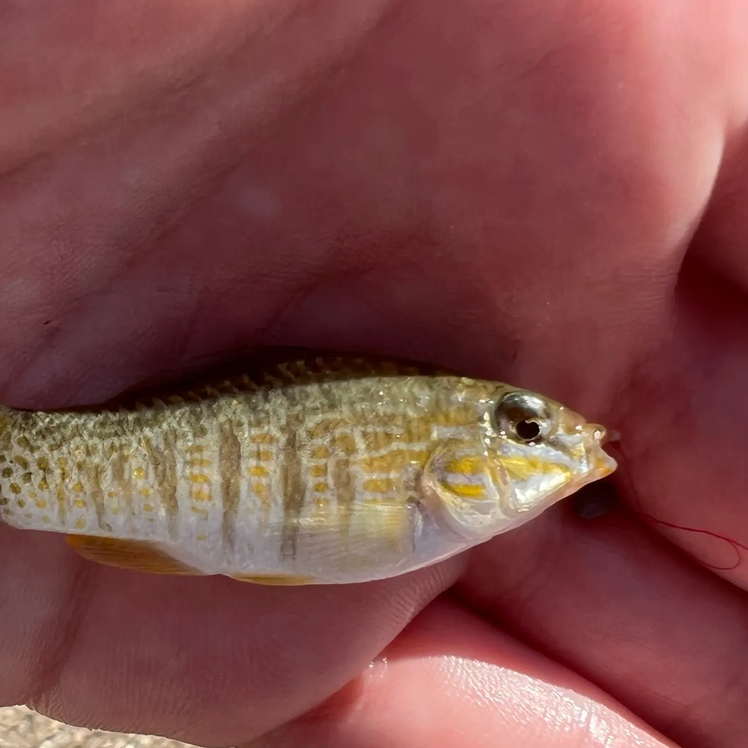 The most recent Goldspotted killifish catches on Fishbrain