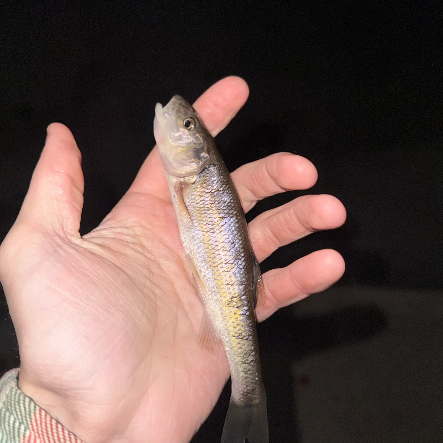 Creek chub caught on Fishbrain