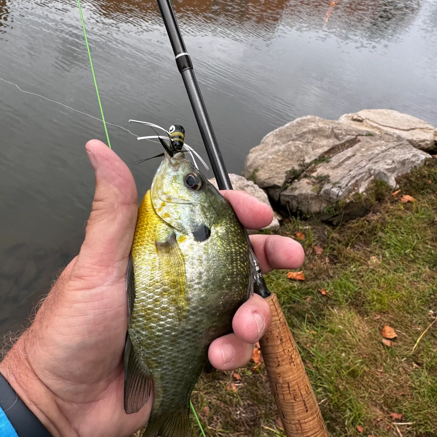 Bluegill caught on Fishbrain