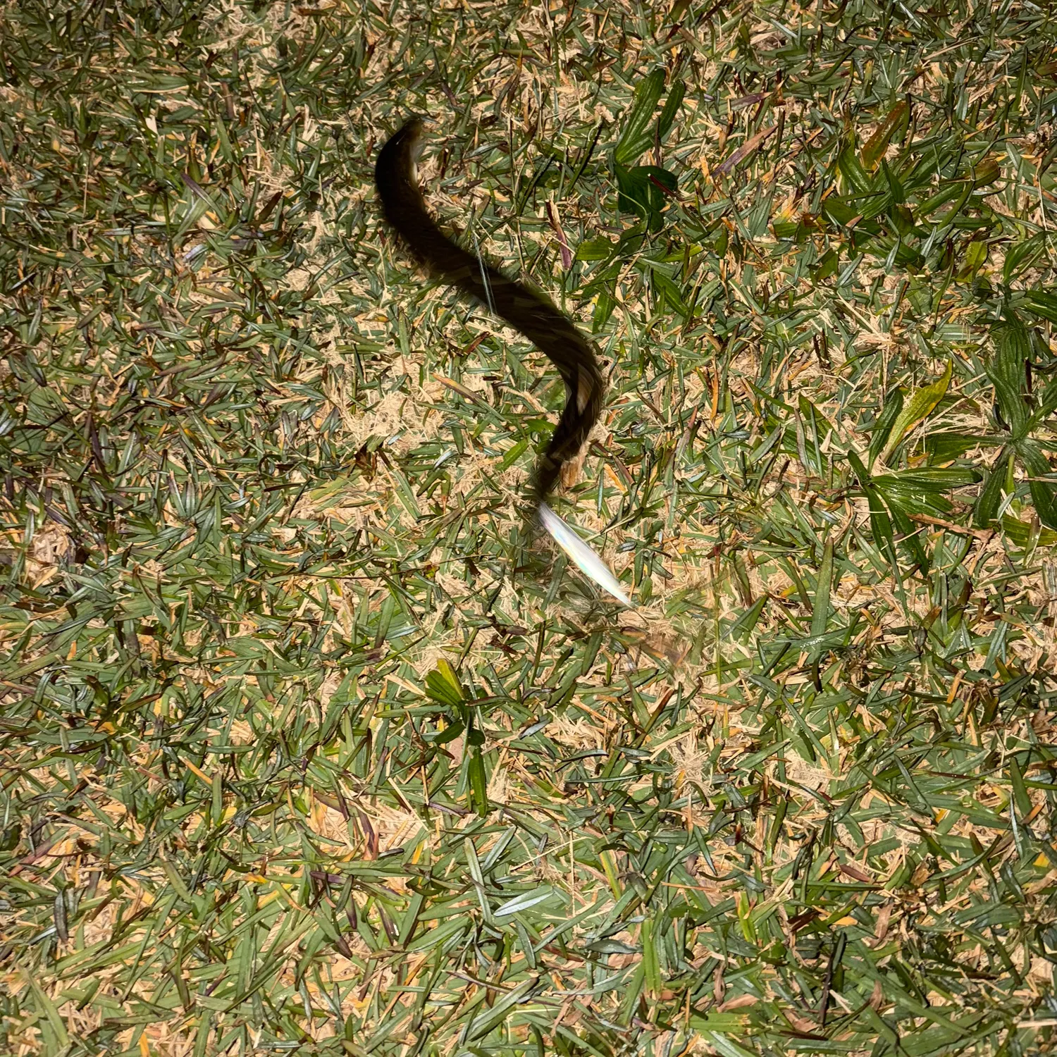 The most recent Shortfin eel catches on Fishbrain