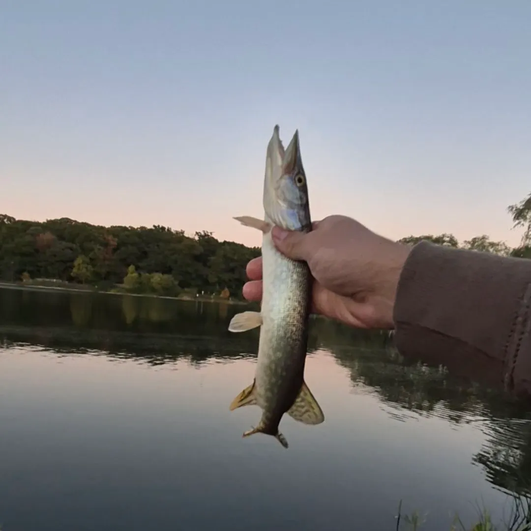Northern pike caught on Fishbrain