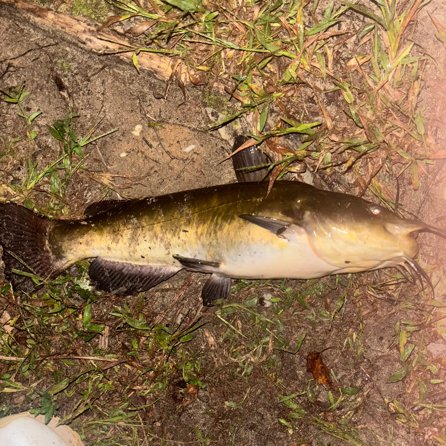 Brown bullhead caught on Fishbrain