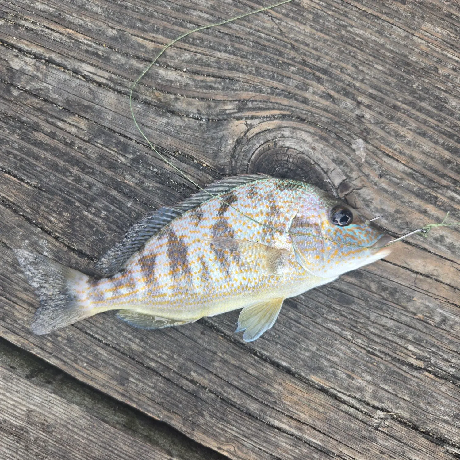 The most recent Pigfish catches on Fishbrain