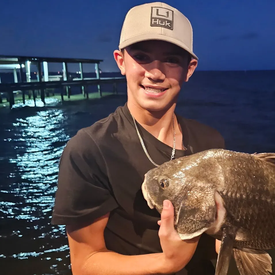 Black drum caught on Fishbrain