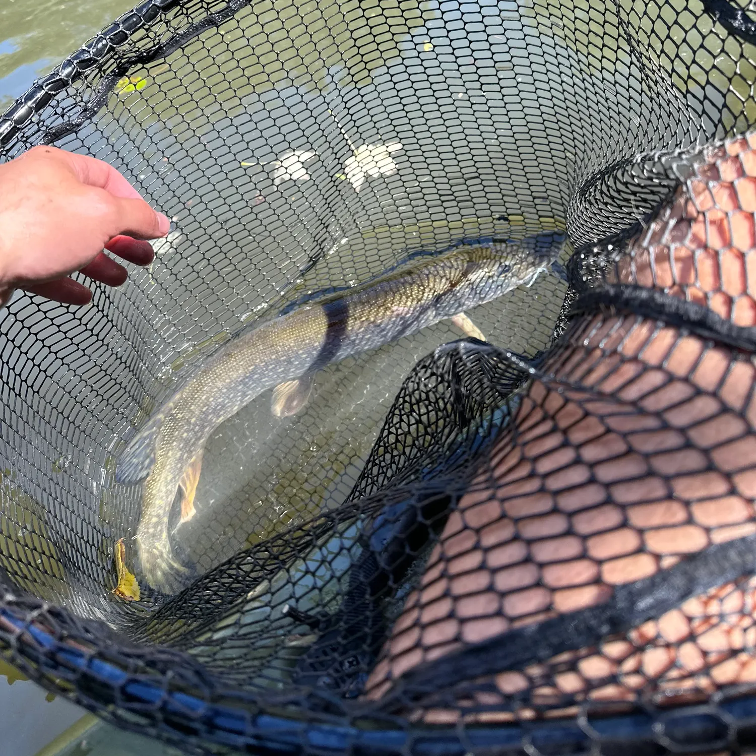 Northern pike caught on Fishbrain