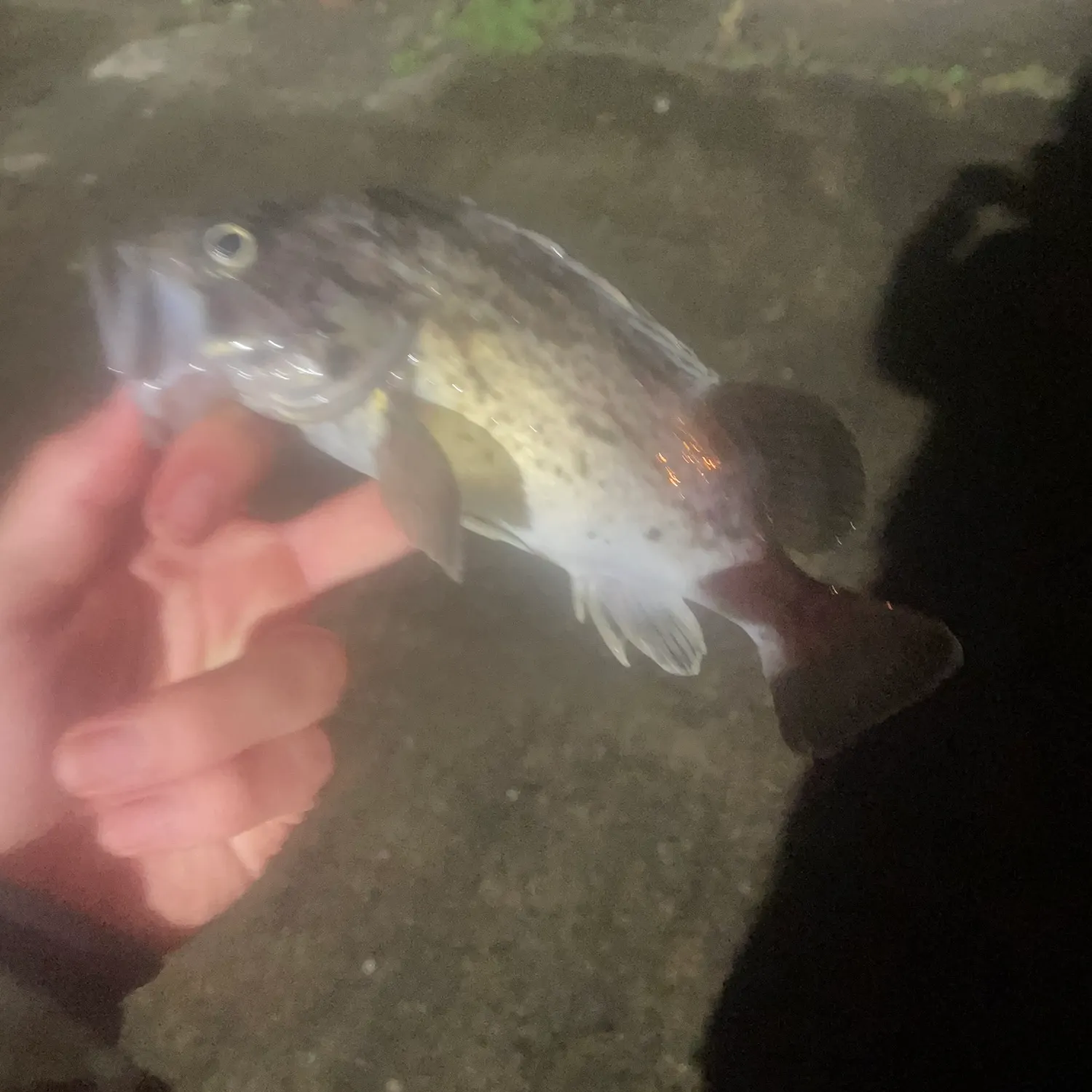 The most recent Japanese white seaperch catches on Fishbrain