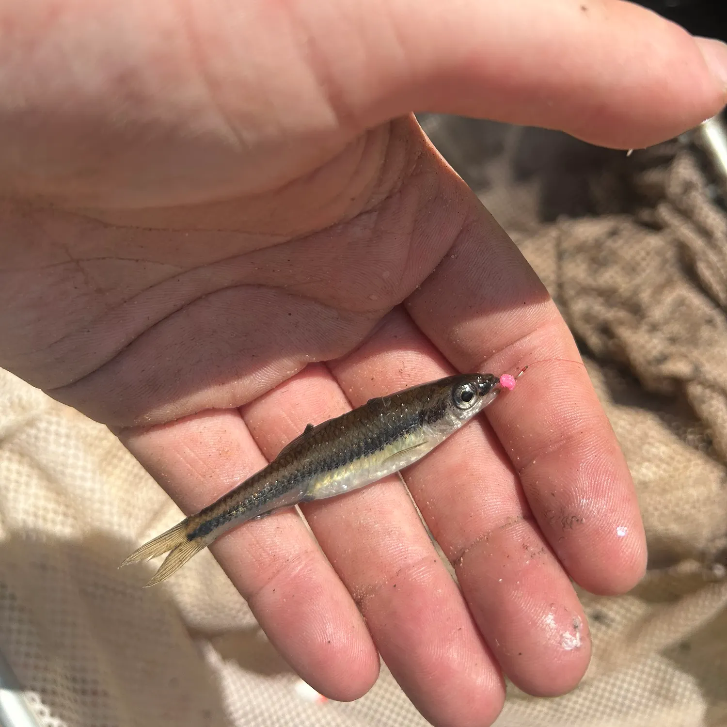 The most recent Coastal shiner catches on Fishbrain