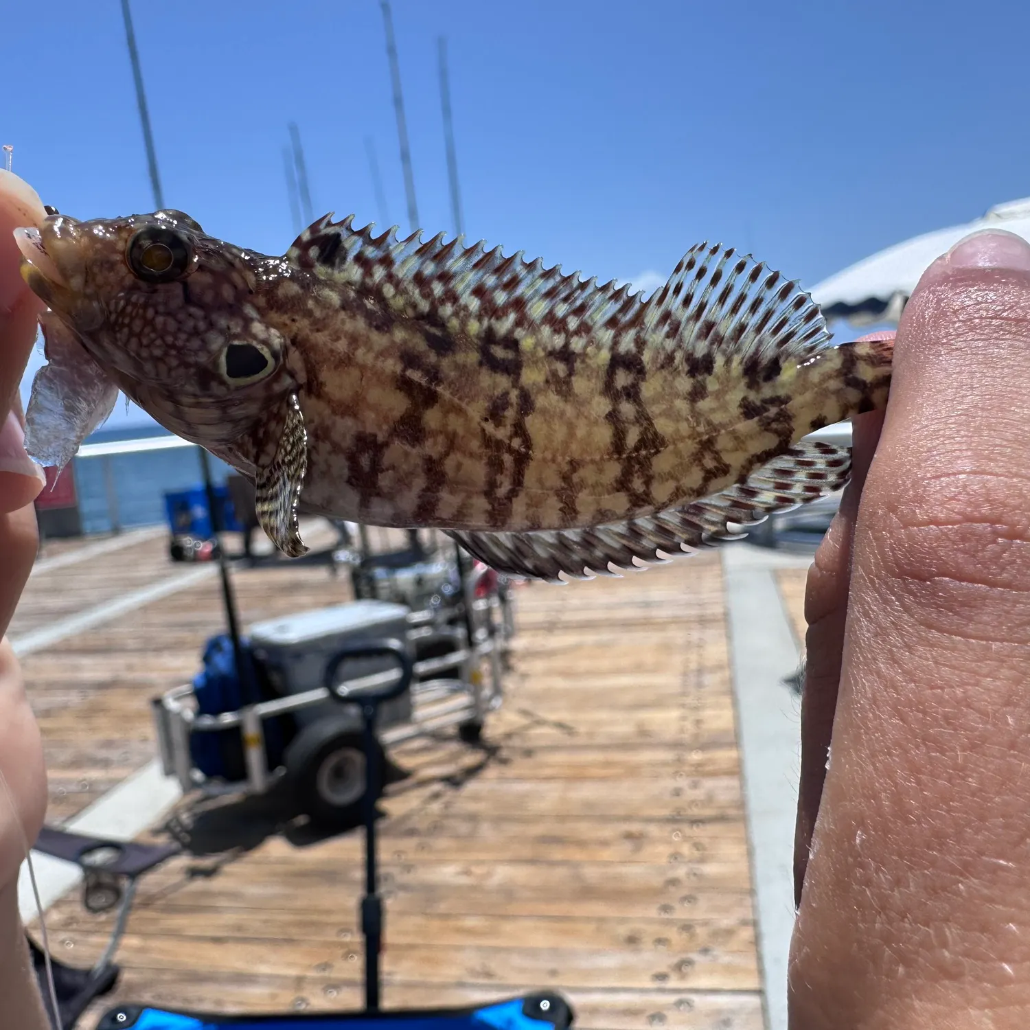 recently logged catches