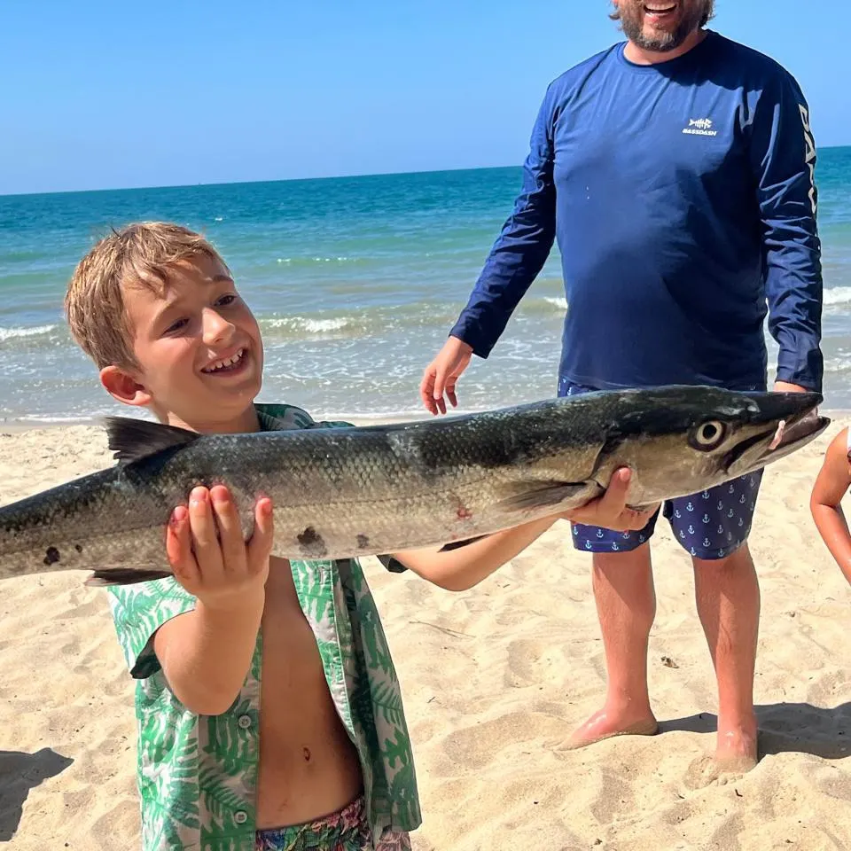 The most recent Great barracuda catches on Fishbrain
