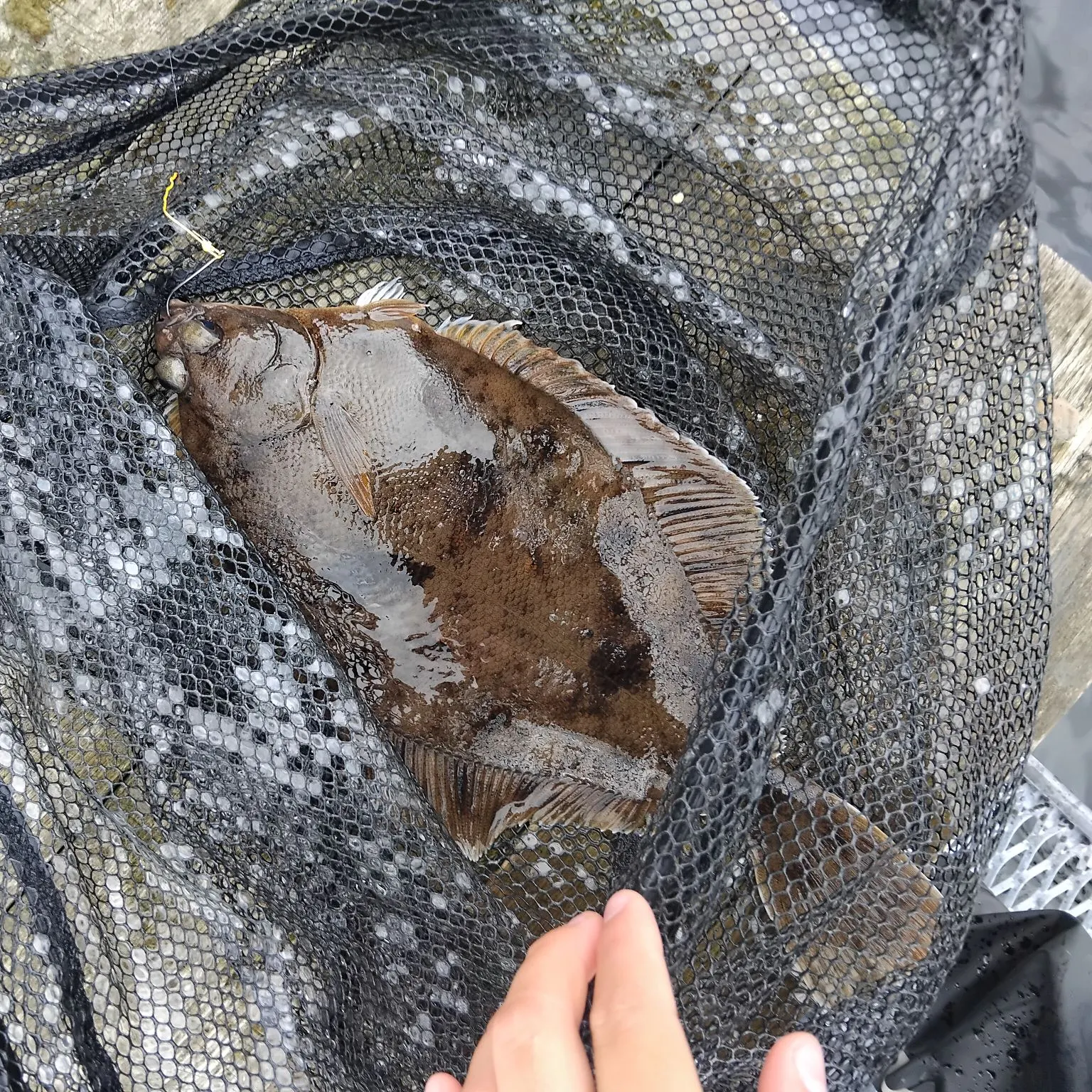 The most recent Witch flounder catches on Fishbrain