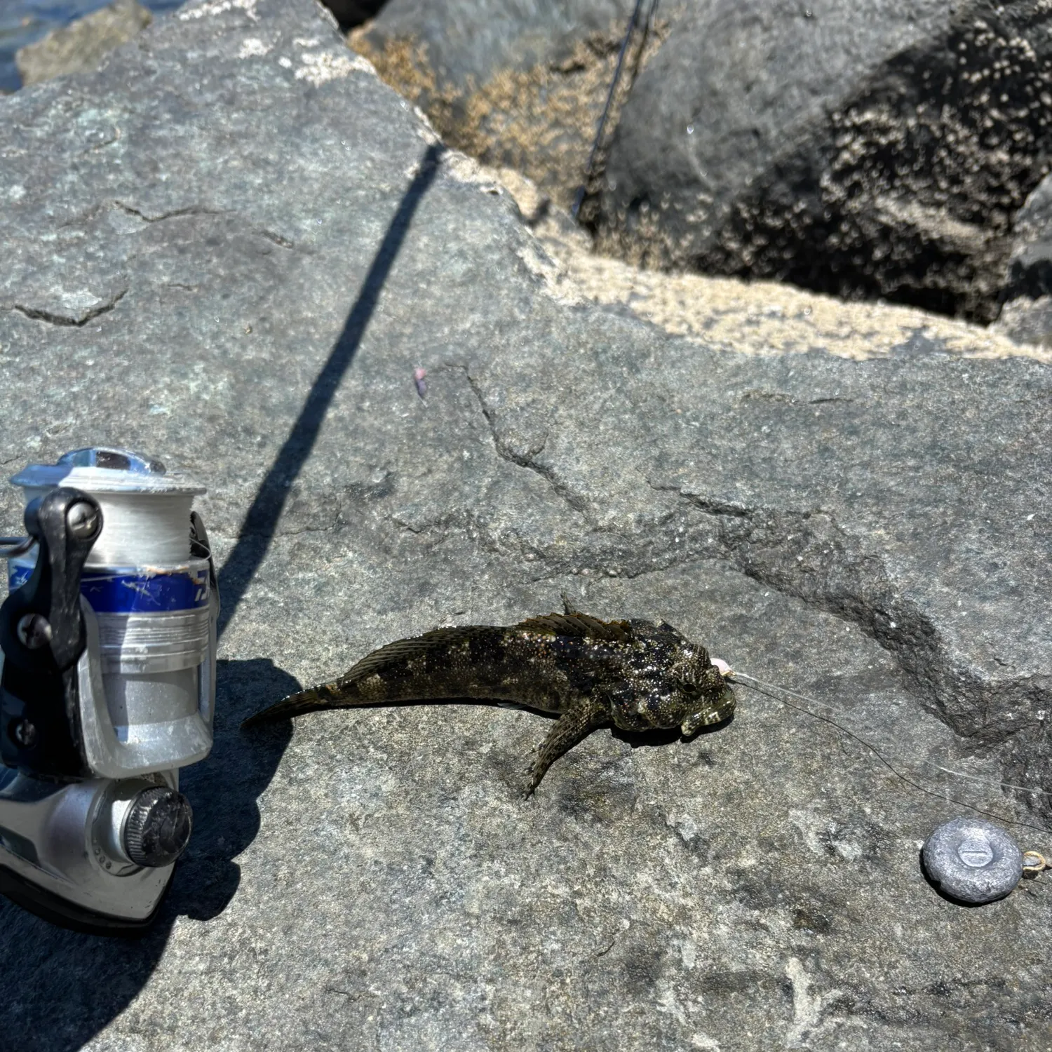 The most recent Woolly sculpin catches on Fishbrain