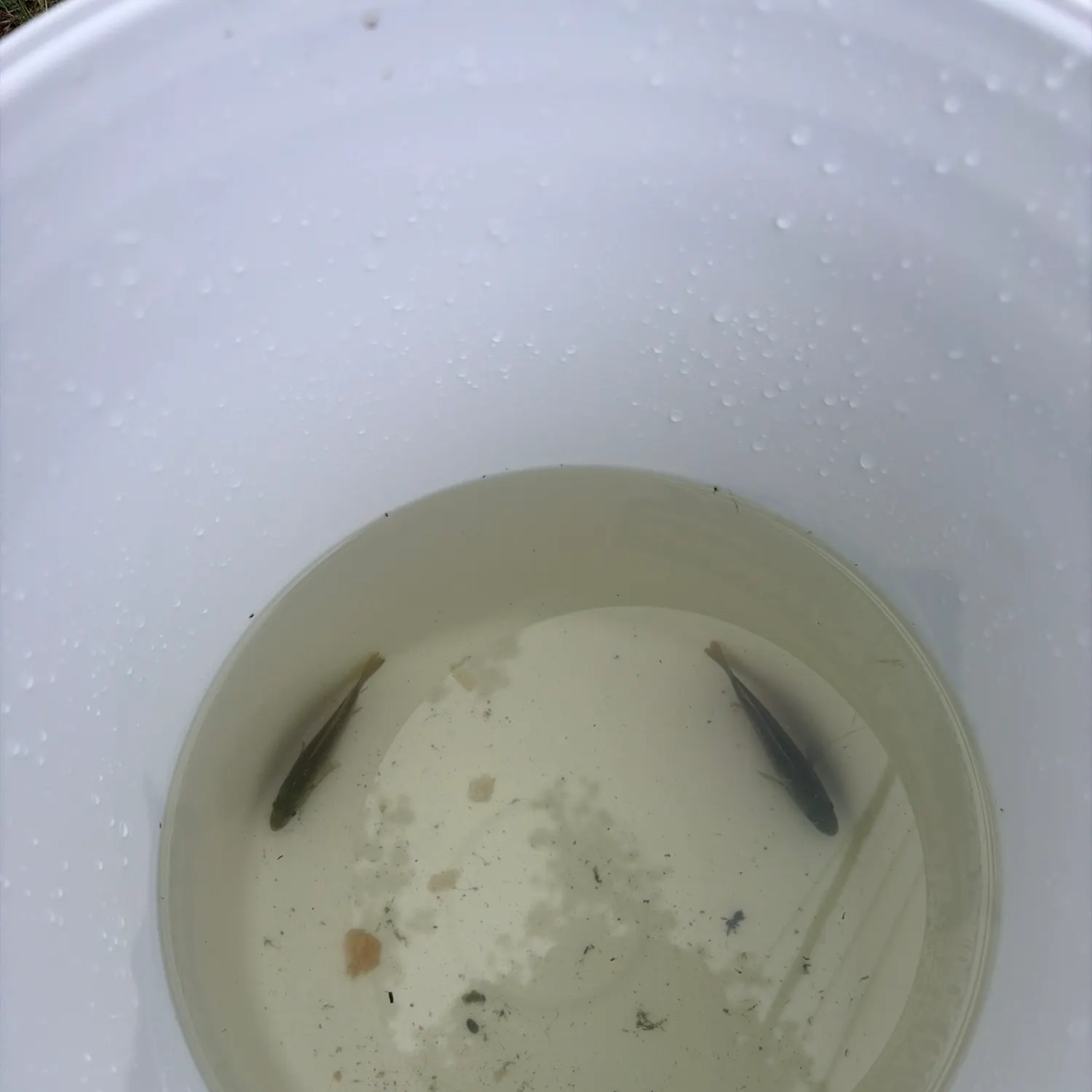 Fish caught on Fishbrain