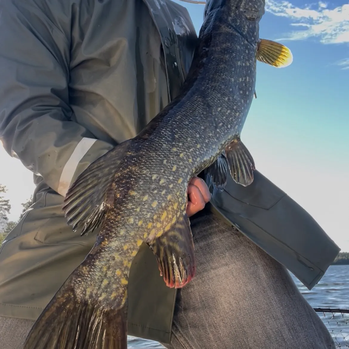 Northern pike caught on Fishbrain