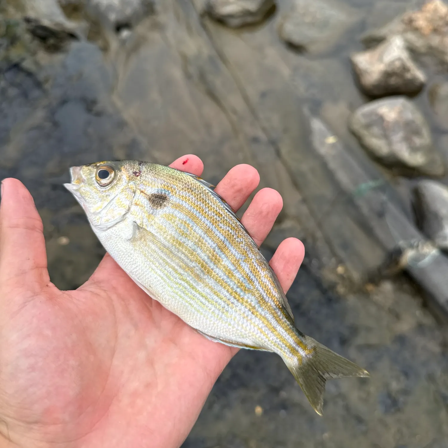 Pinfish caught on Fishbrain