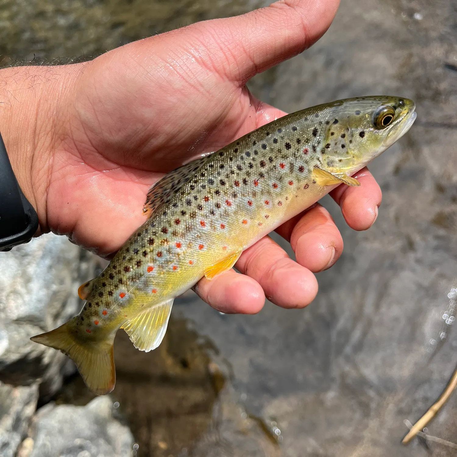 recently logged catches