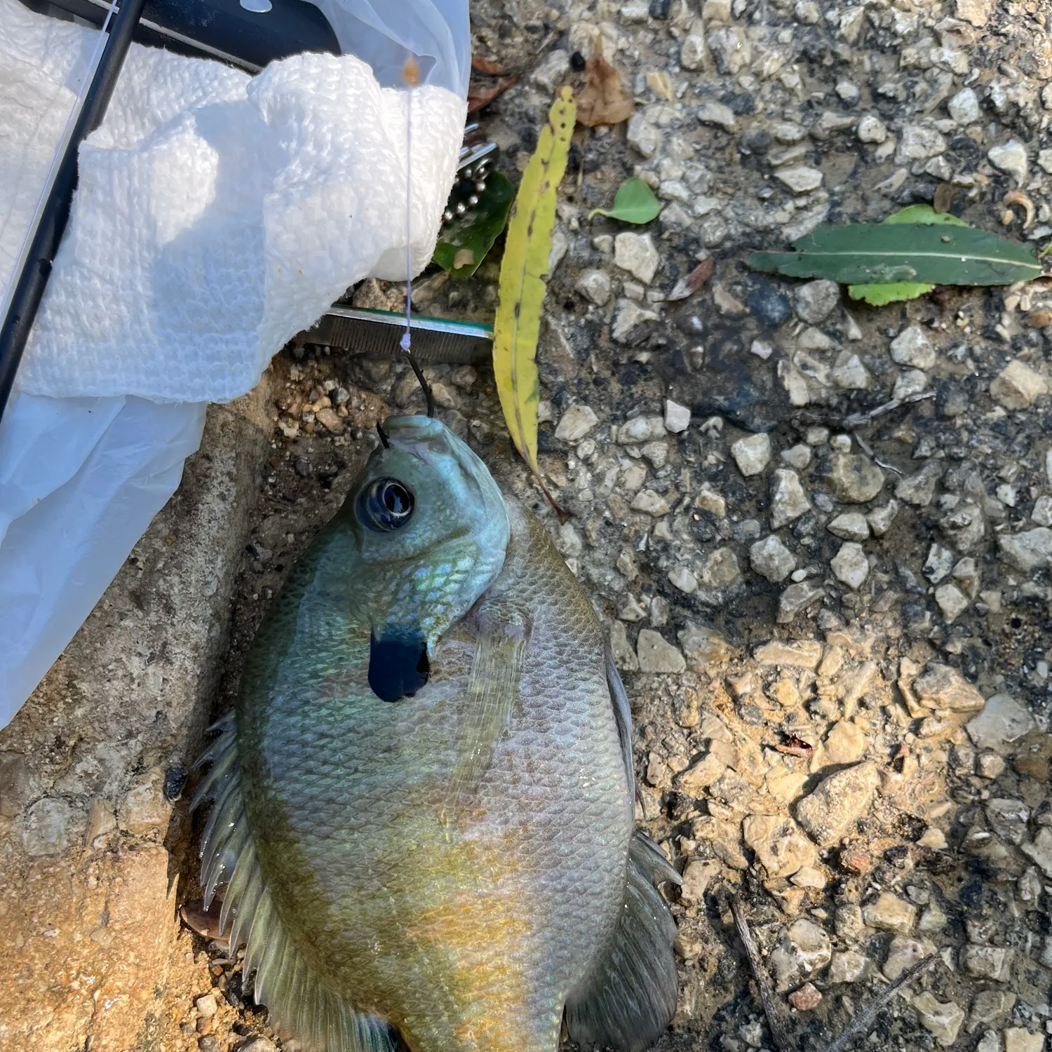Bluegill caught on Fishbrain