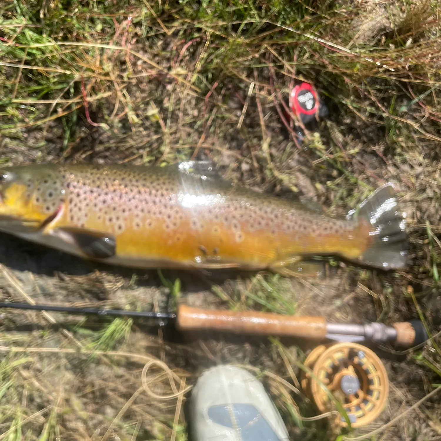 Brown trout caught on Fishbrain