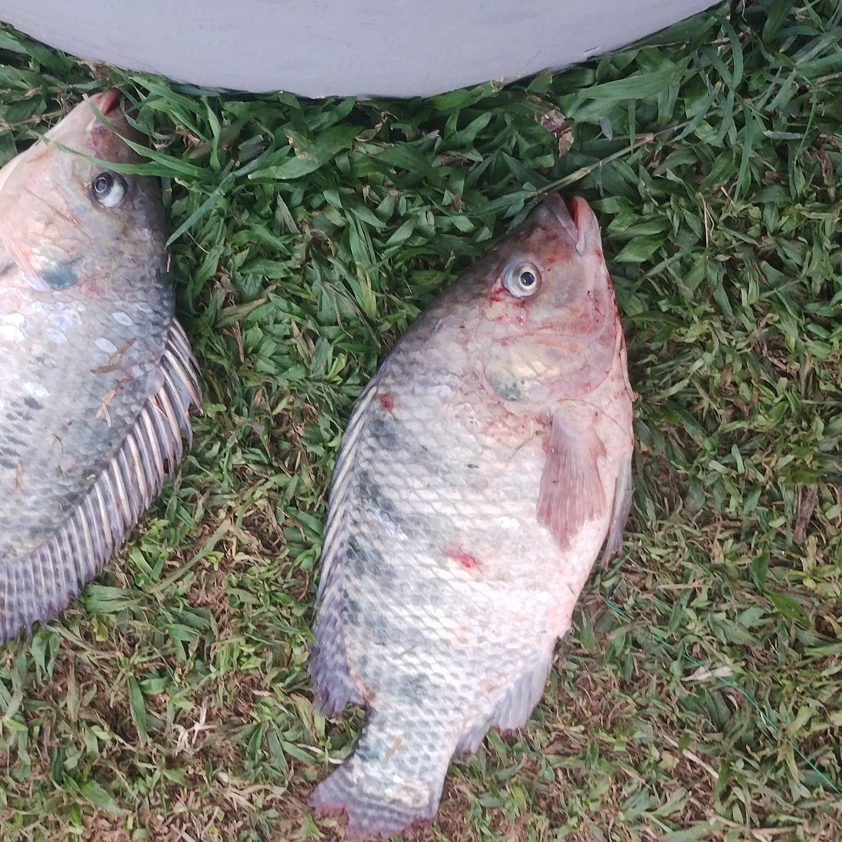 The most recent Redbreast tilapia catches on Fishbrain