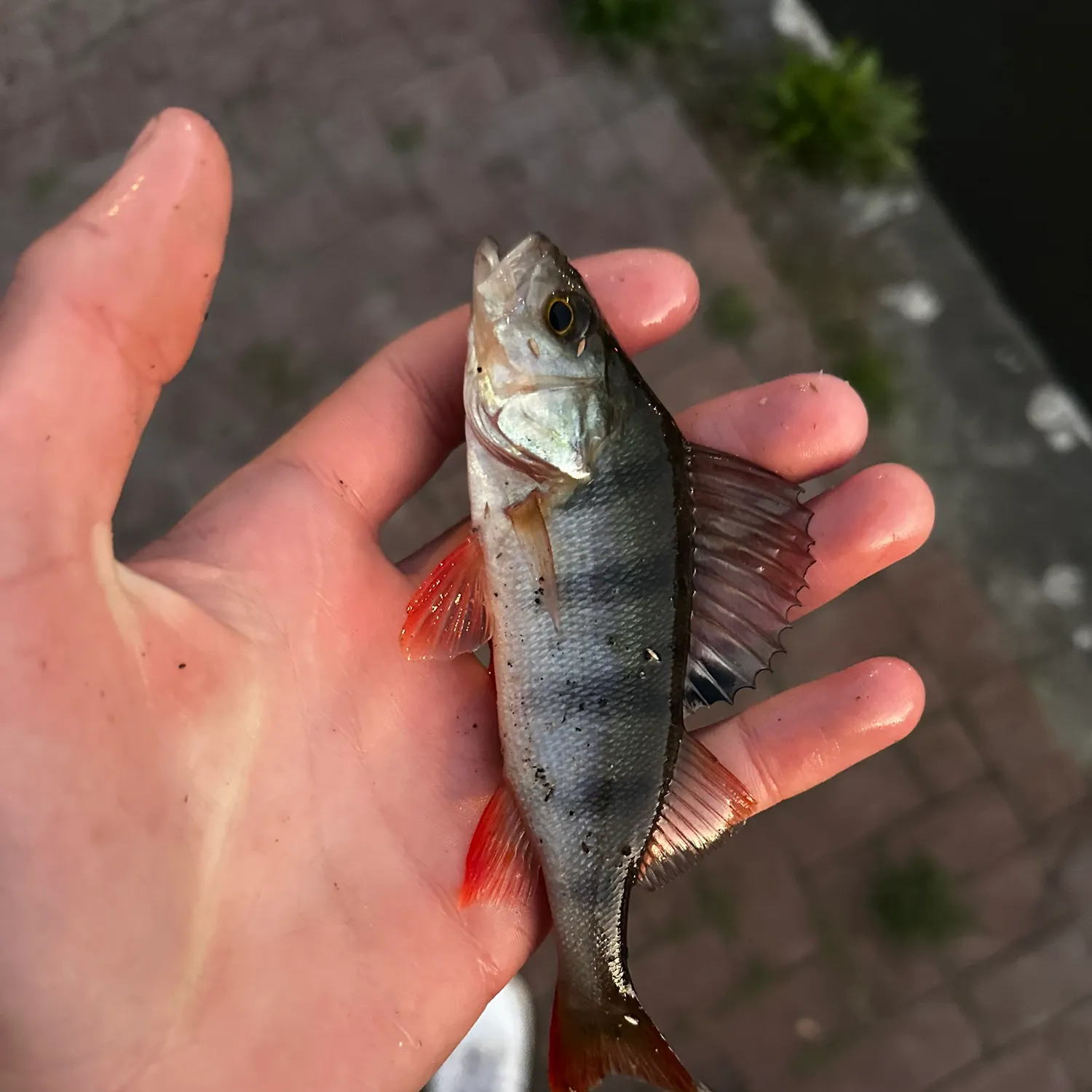European perch caught on Fishbrain