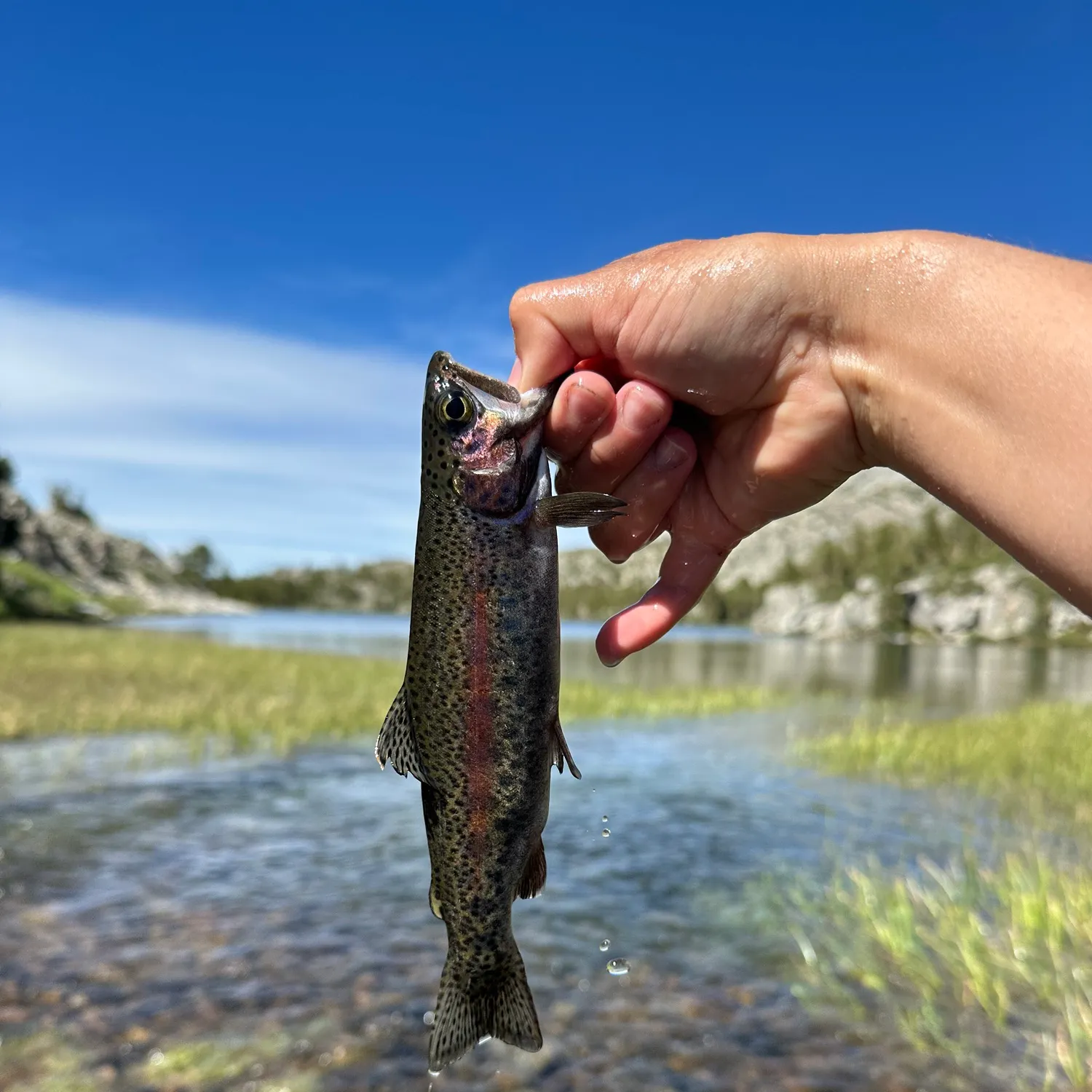 Rainbow trout caught on Fishbrain