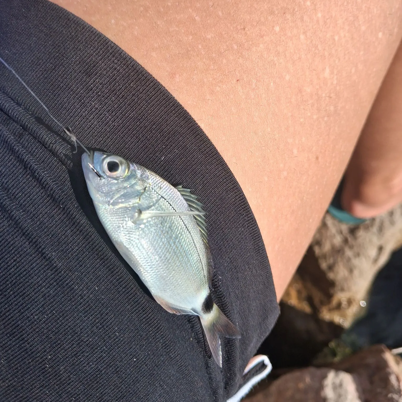The most recent Saddled seabream catches on Fishbrain