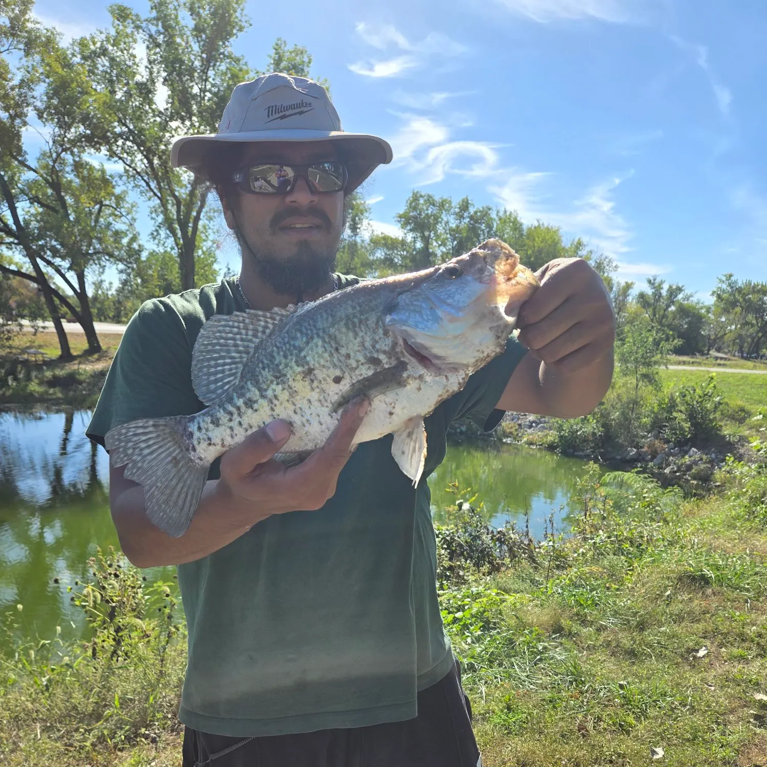 White crappie caught on Fishbrain