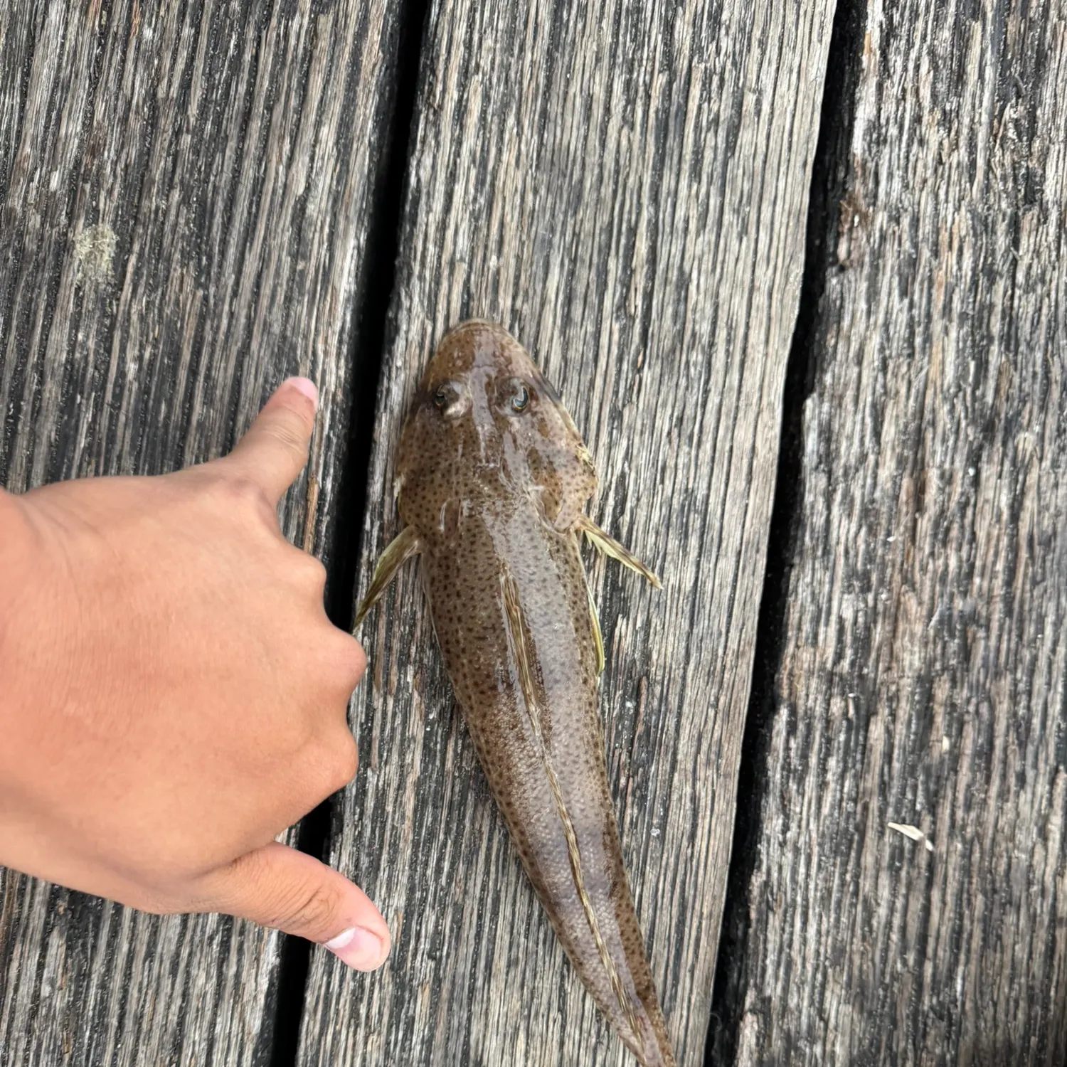 The most recent Dusky flathead catches on Fishbrain