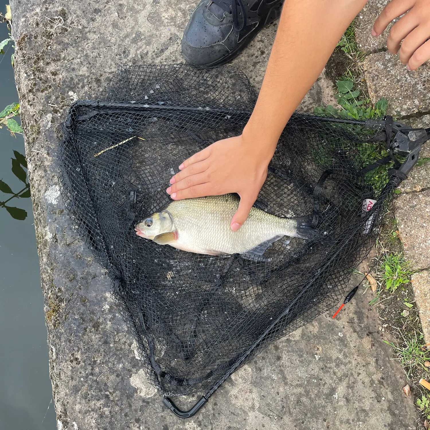 Common bream caught on Fishbrain