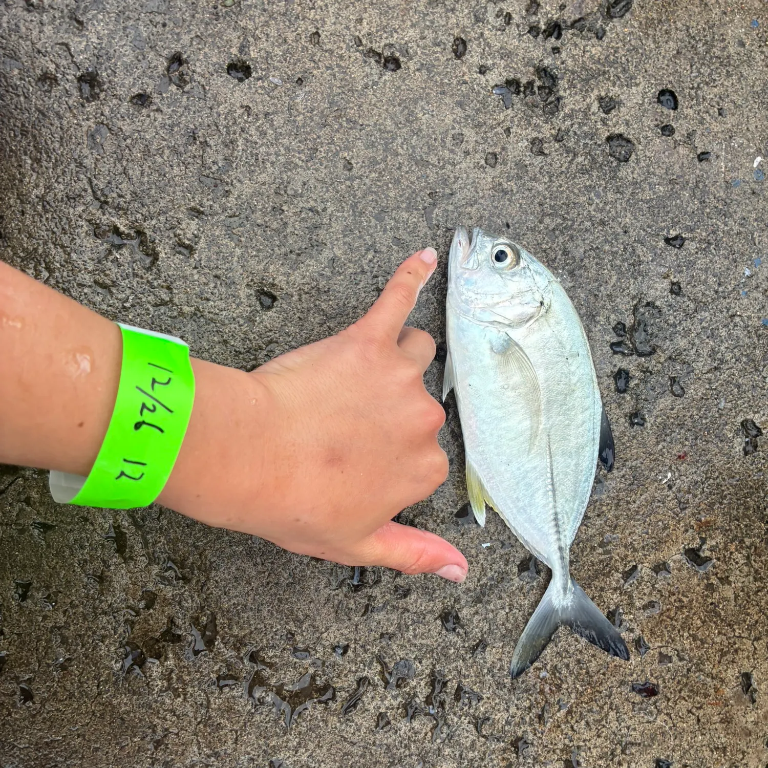 The most recent Bluefin trevally catches on Fishbrain