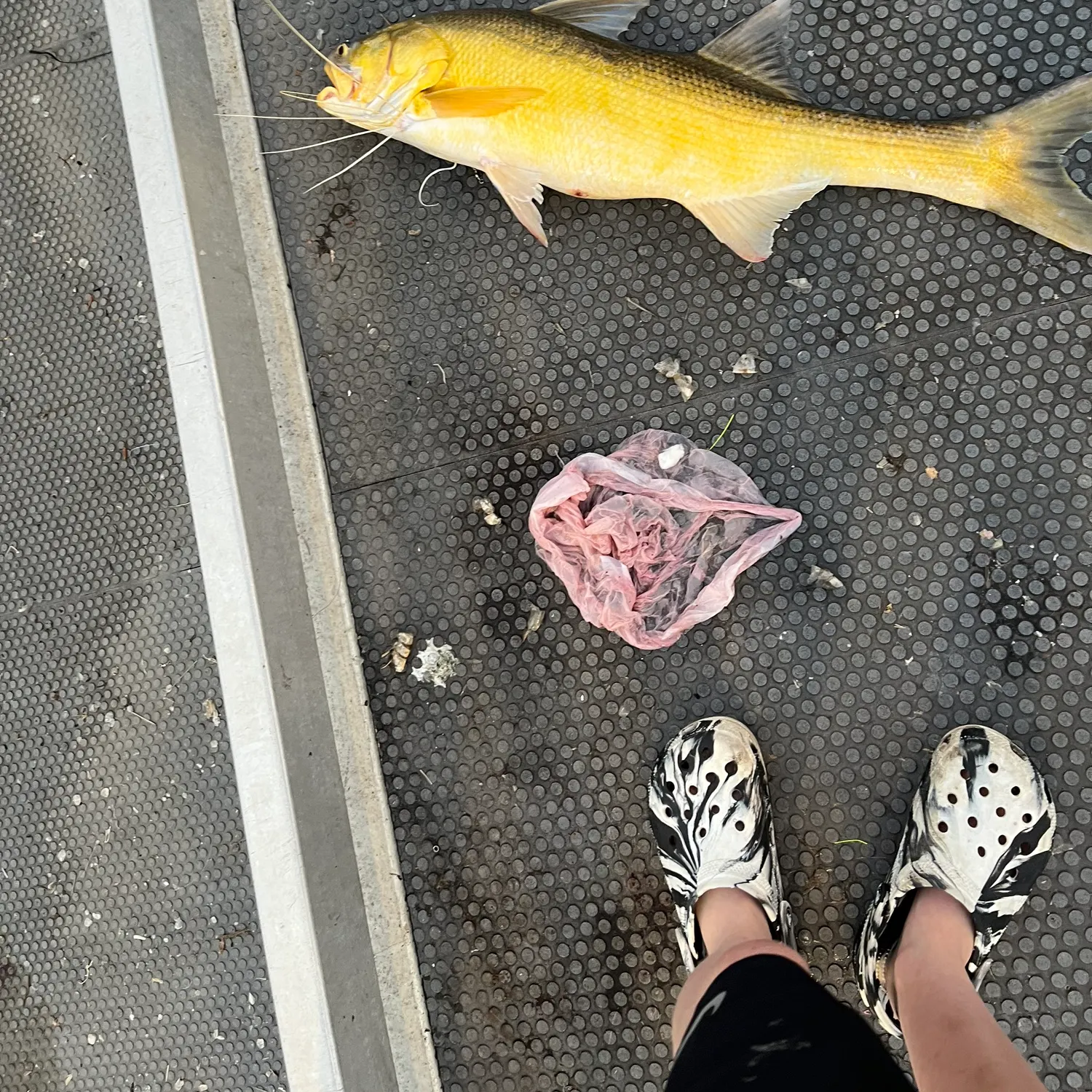 The most recent King threadfin catches on Fishbrain