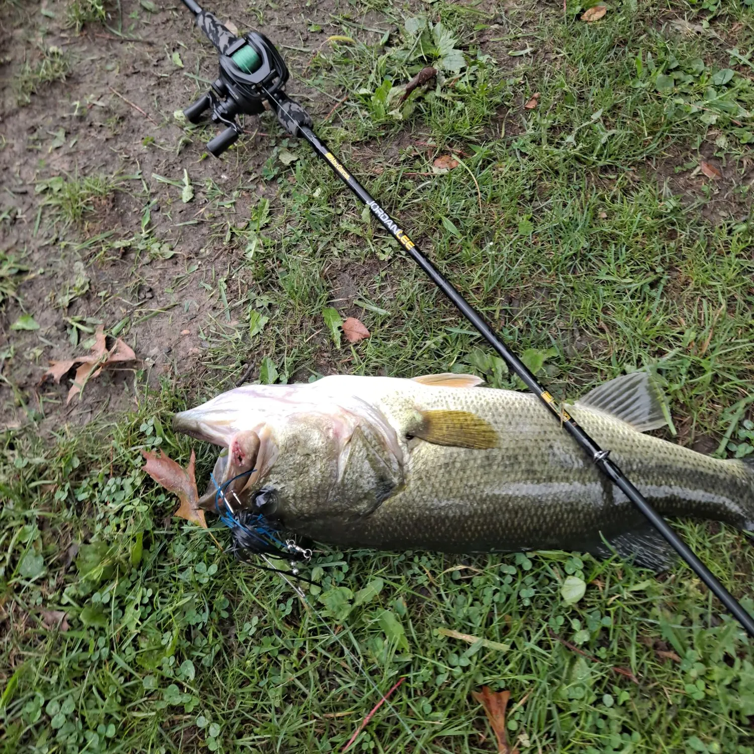Largemouth bass caught on Fishbrain