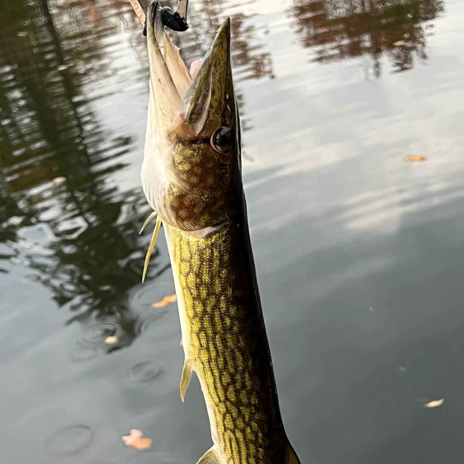 Chain pickerel caught on Fishbrain