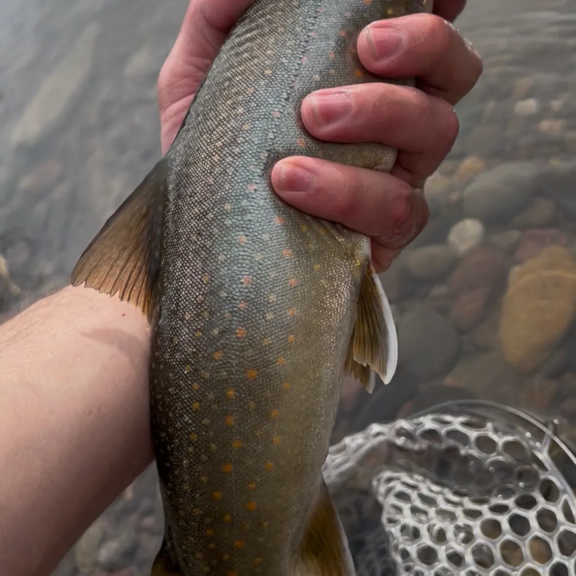 The most recent Bull trout catches on Fishbrain