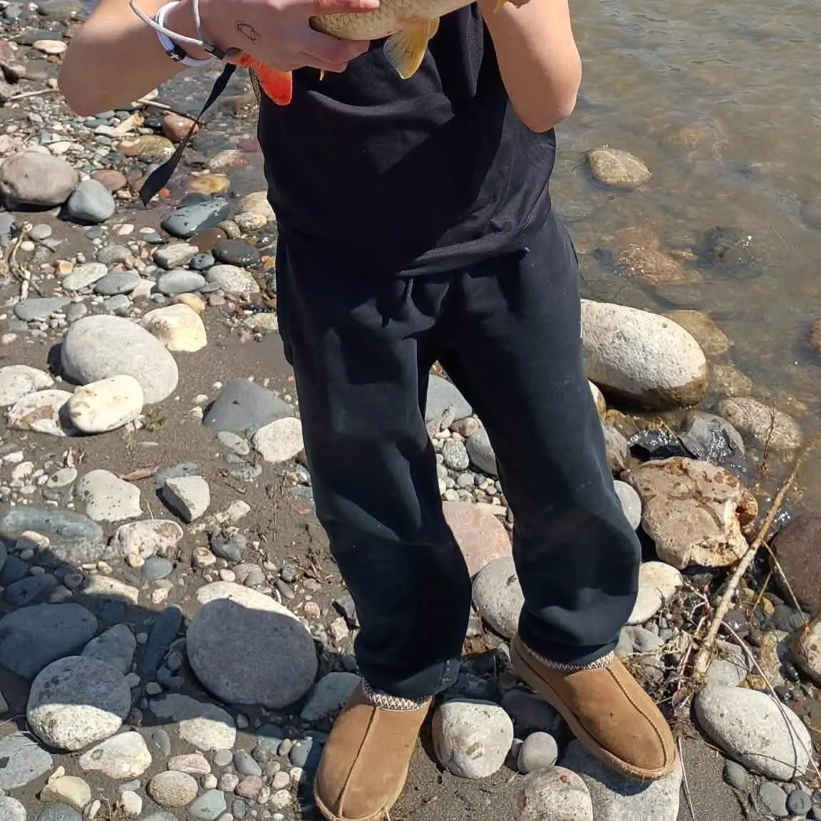 The most recent Shorthead redhorse catches on Fishbrain