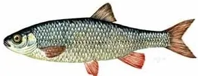 Baitfish
