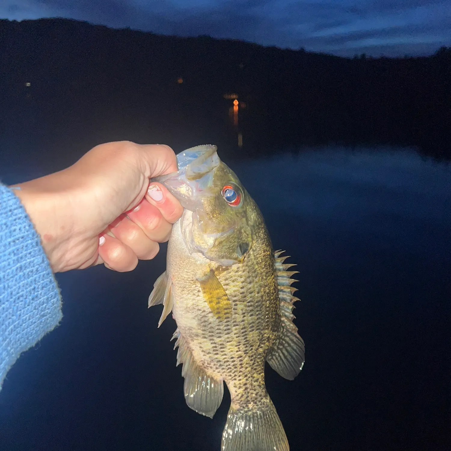 Rock bass caught on Fishbrain