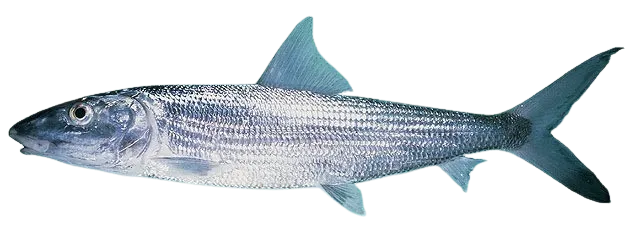 Roundjaw bonefish