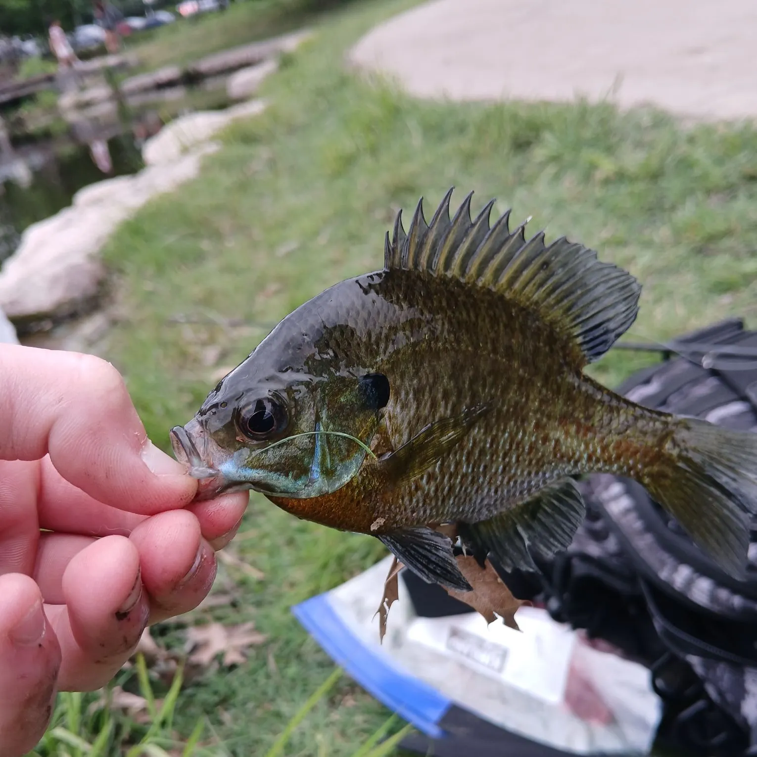 catch