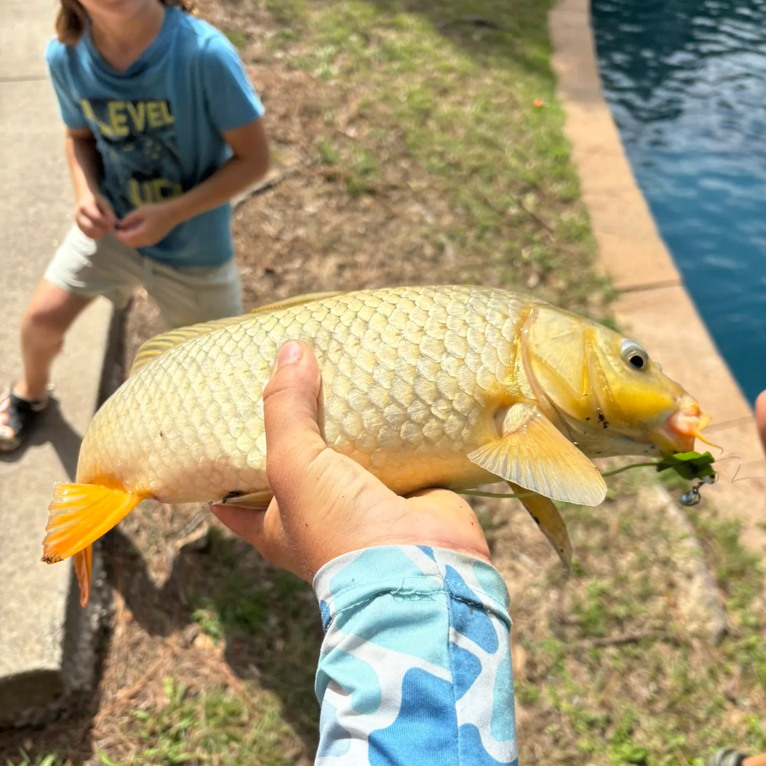 The most recent Golden redhorse catches on Fishbrain
