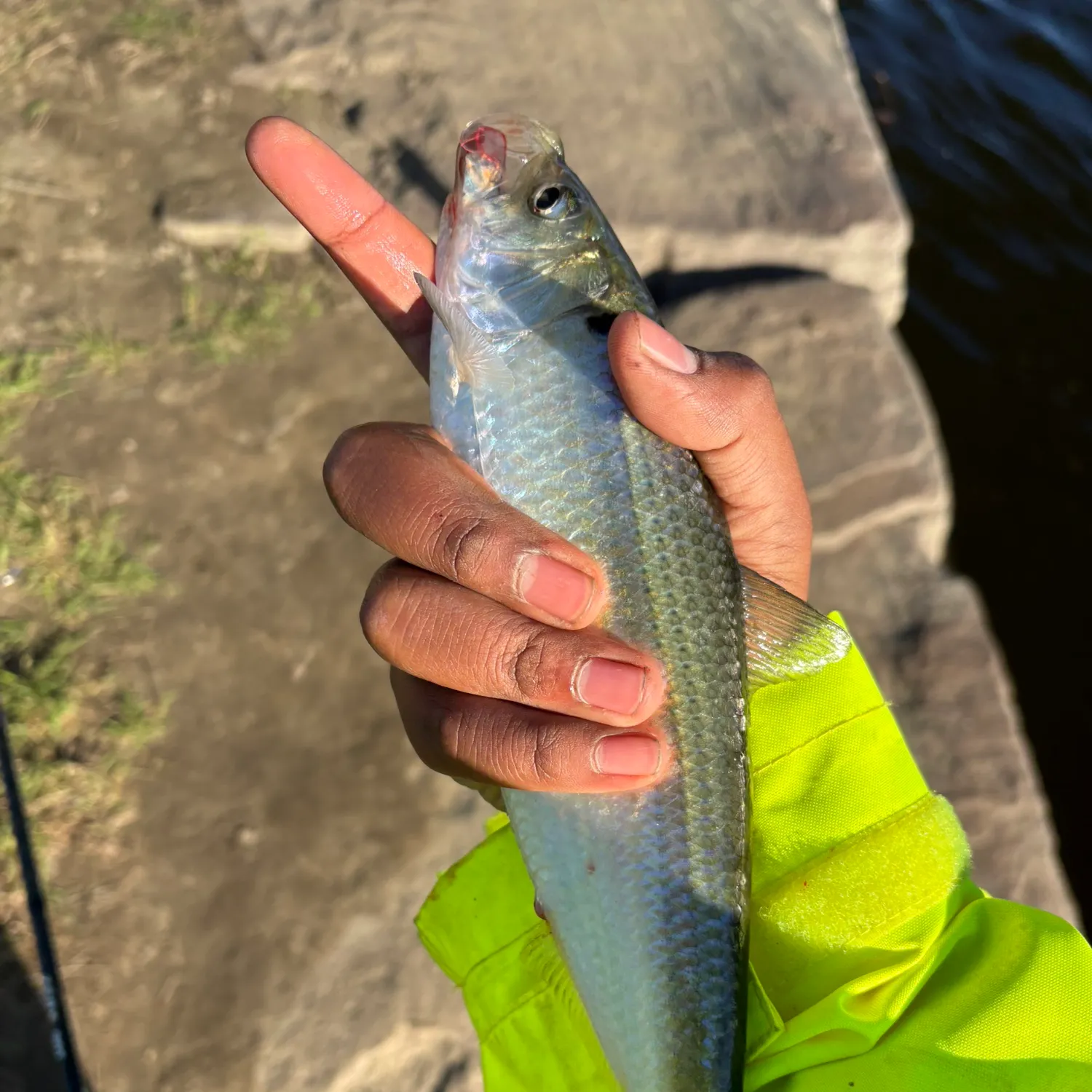 The most recent Alewife catches on Fishbrain
