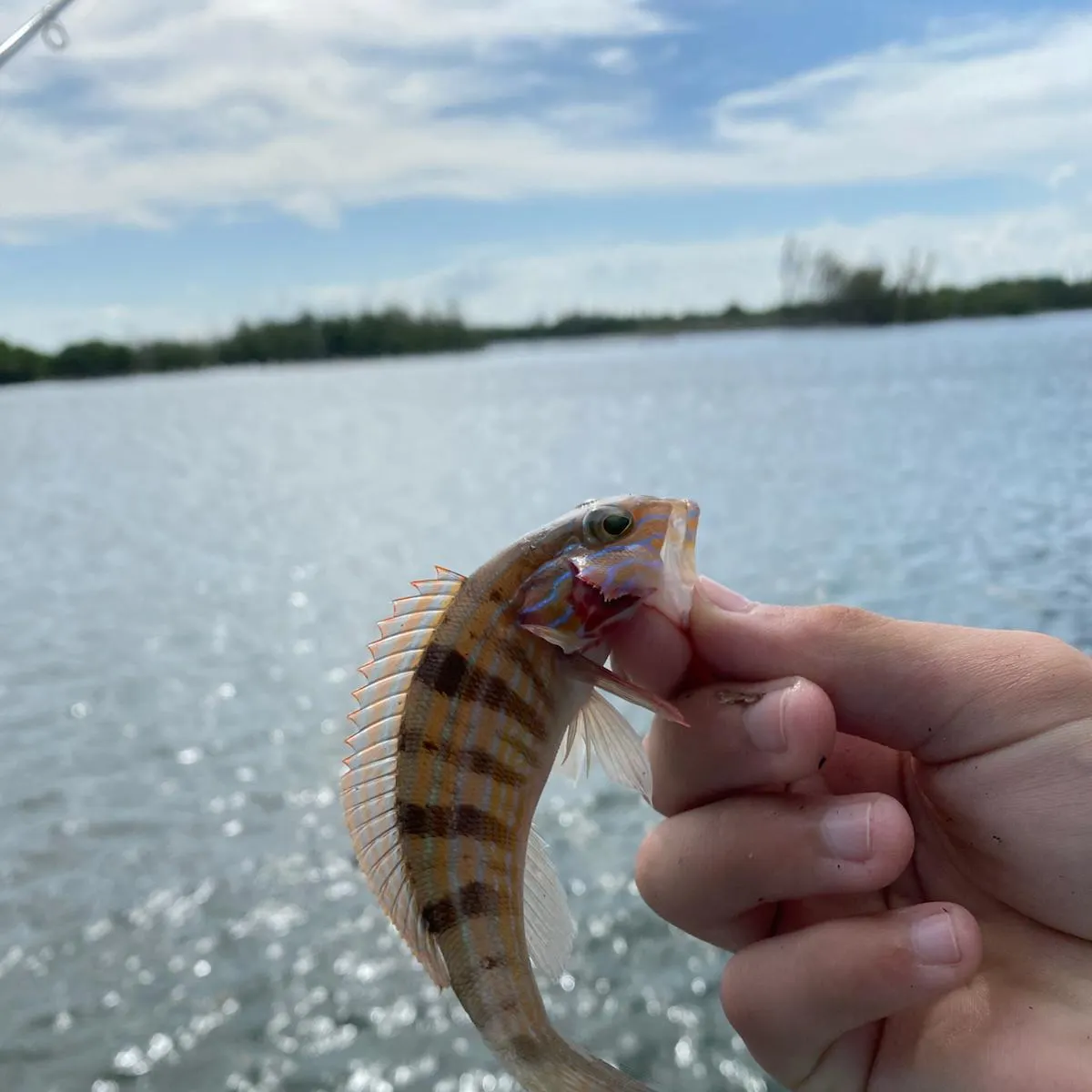 The most recent Blue cod catches on Fishbrain