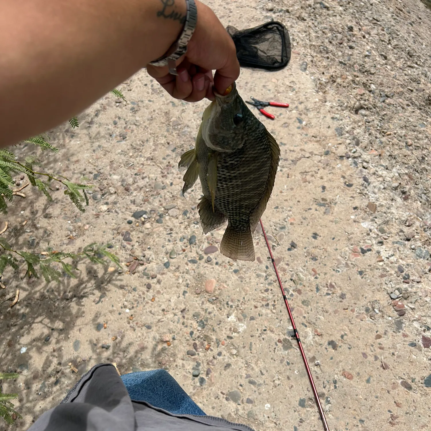catch