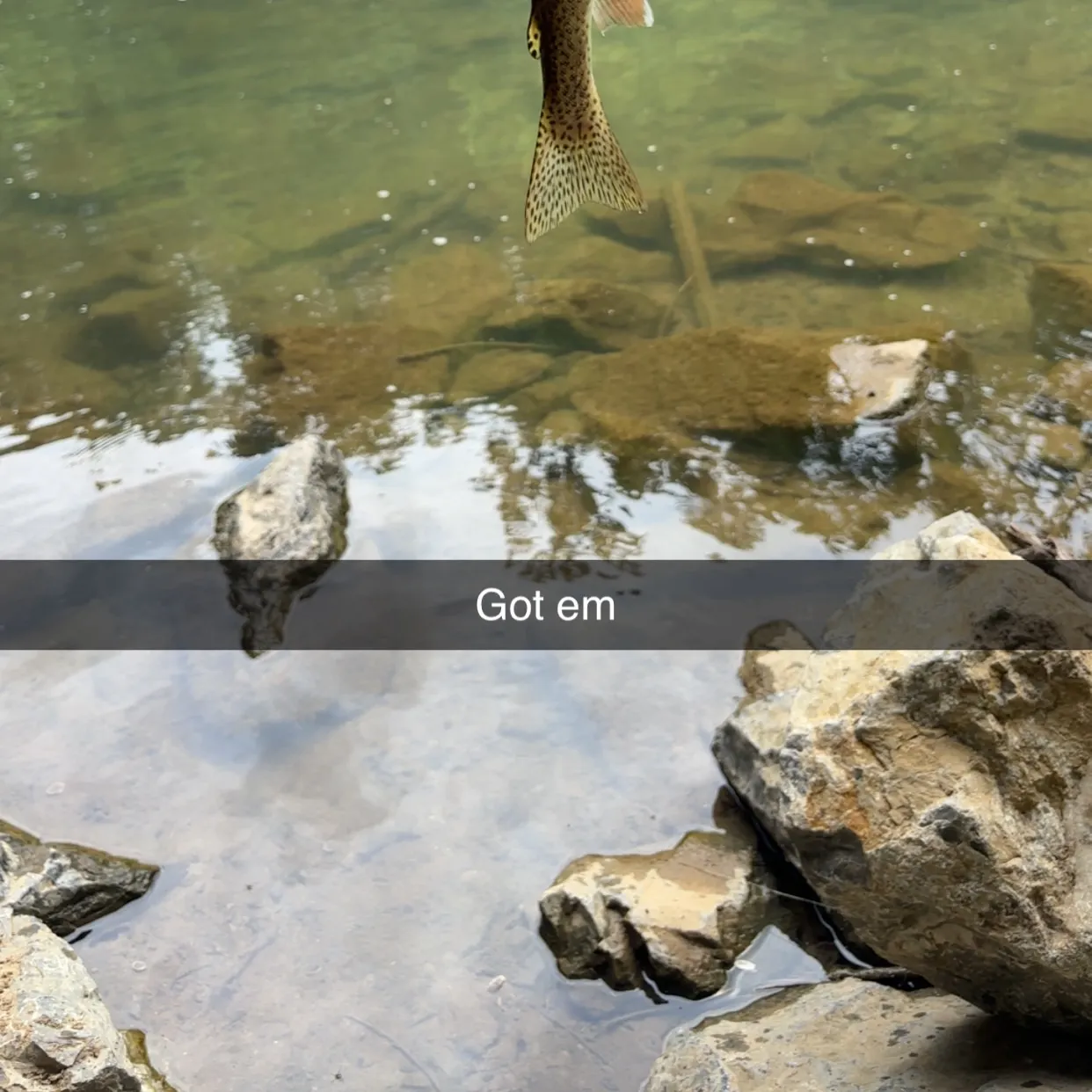 recently logged catches