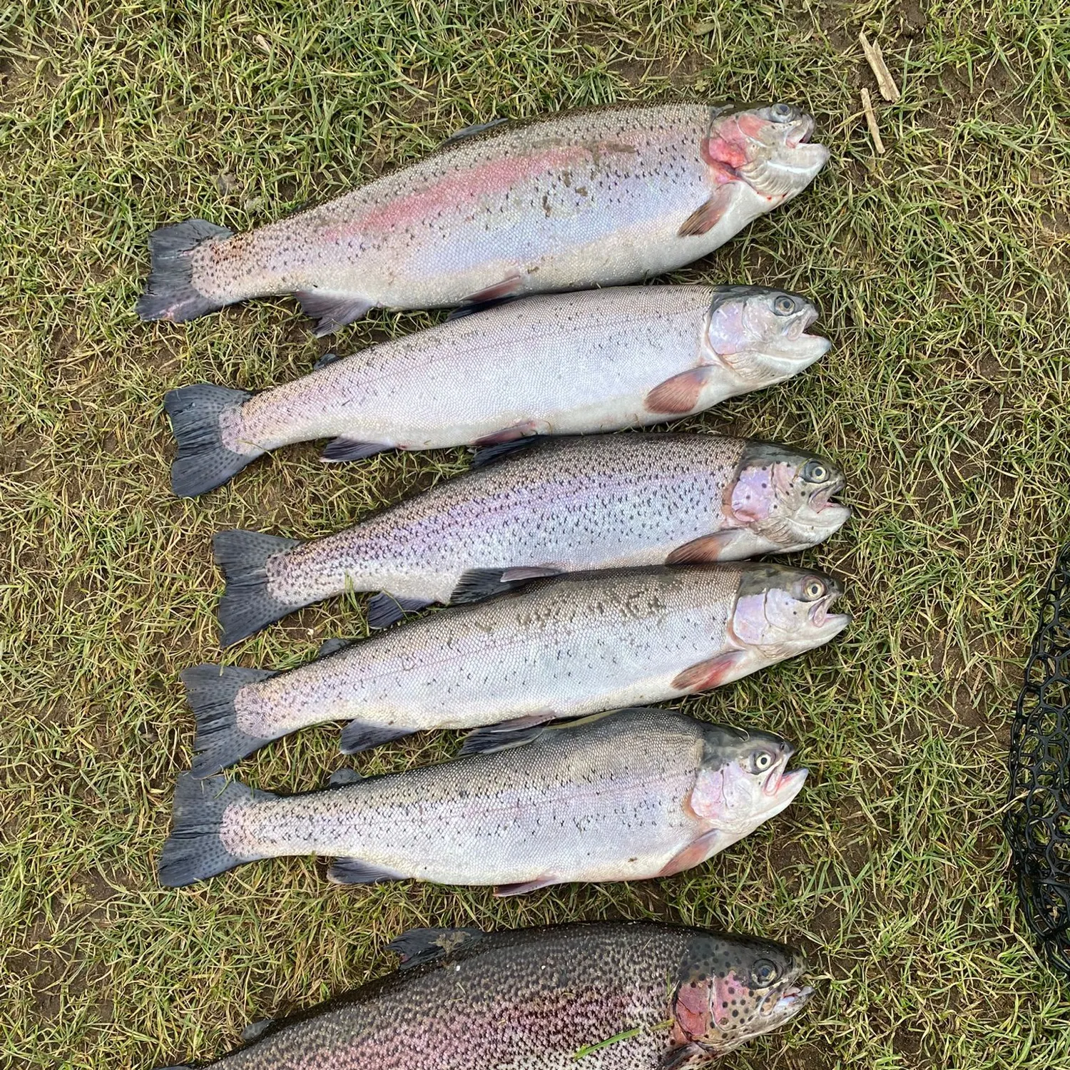 Rainbow trout caught on Fishbrain