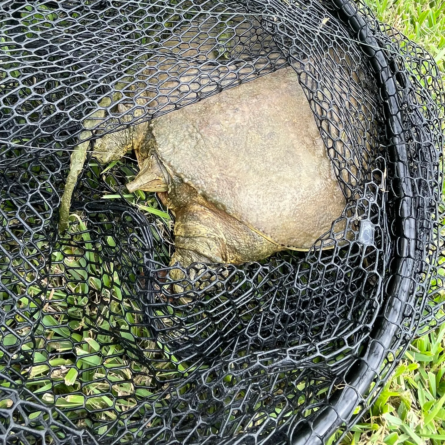 Fish caught on Fishbrain