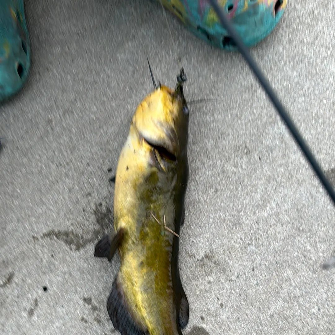 Black bullhead caught on Fishbrain