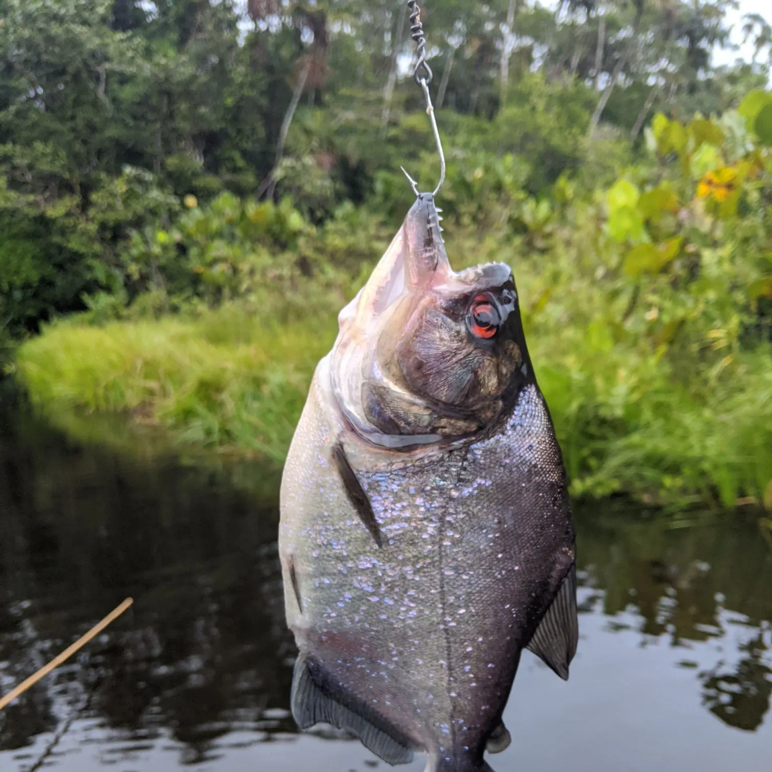 The most recent Redeye piranha catches on Fishbrain